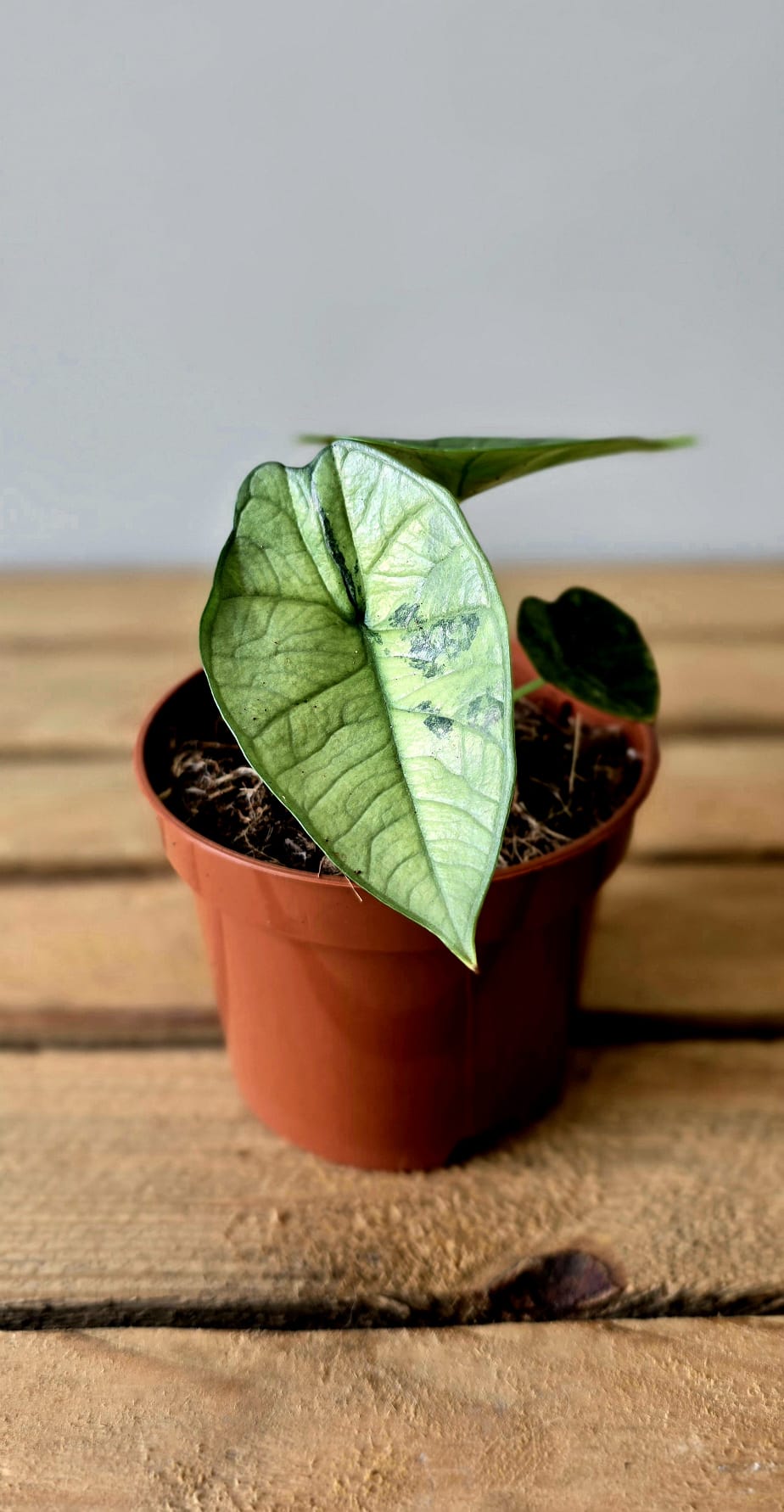 Alocasia Platinum Mint Variegata
