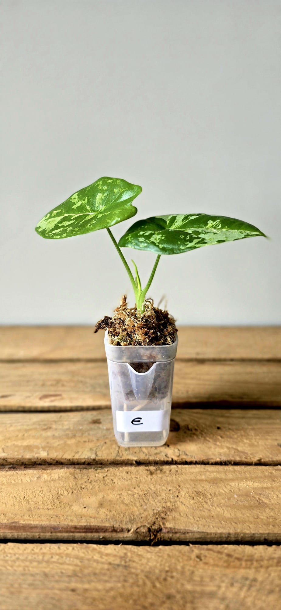 Alocasia Acuminata Albo Variegata