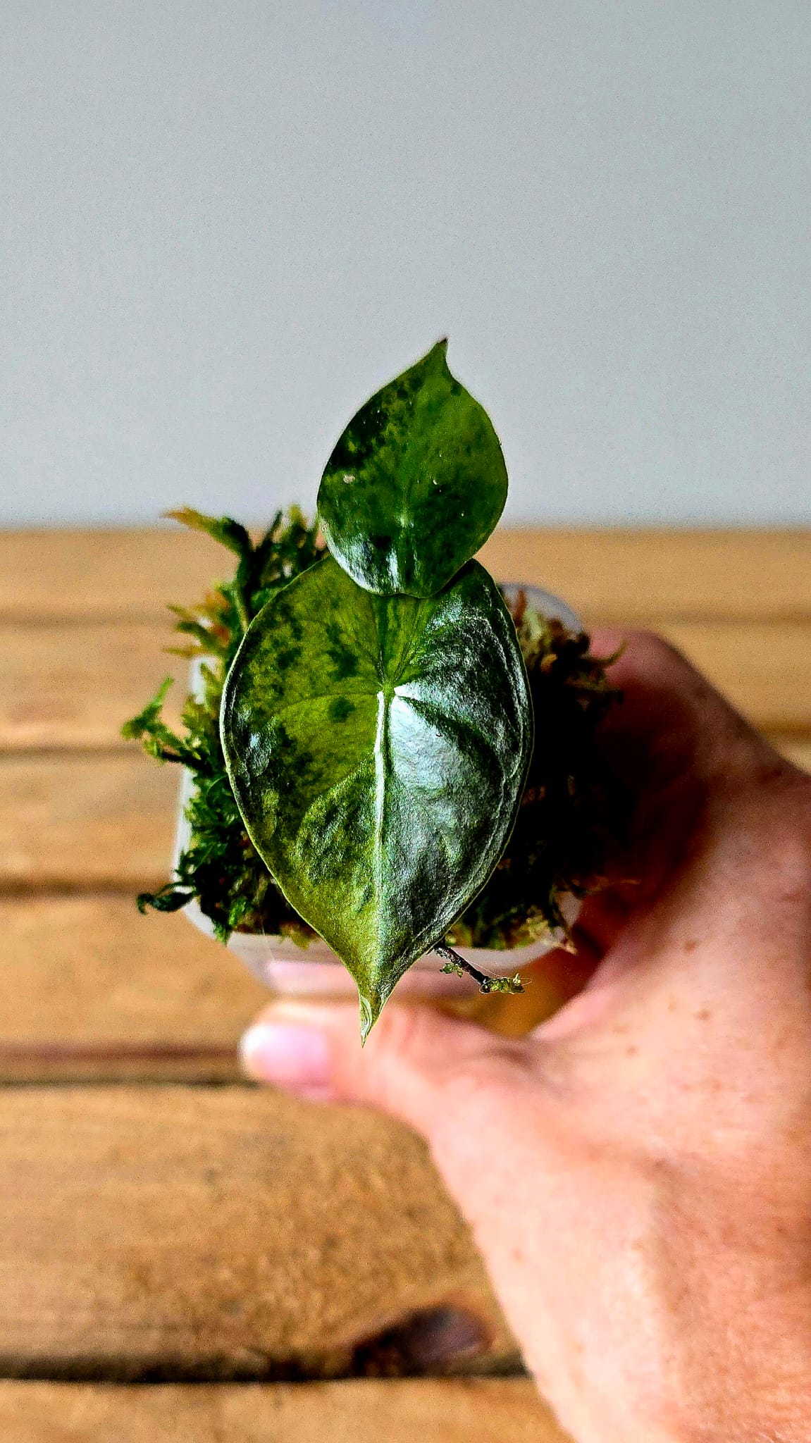 Alocasia Pink Dragon Variegata