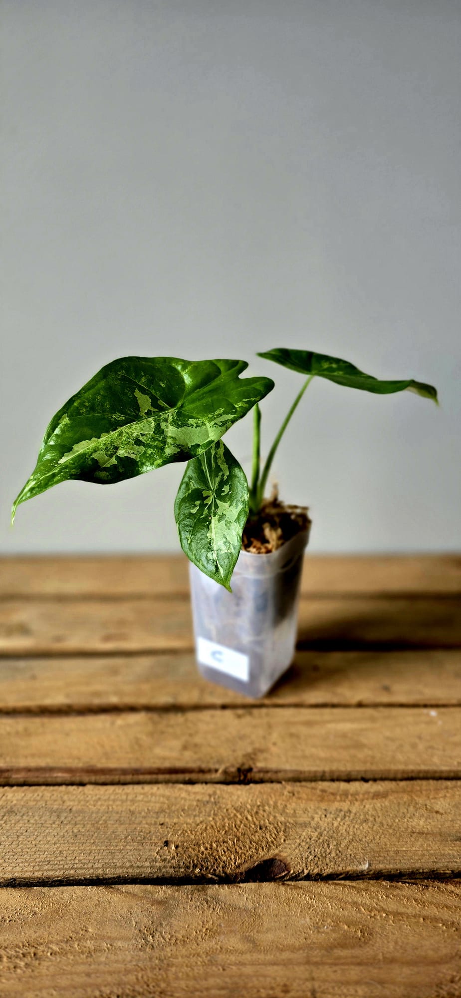 Alocasia Acuminata Albo Variegata