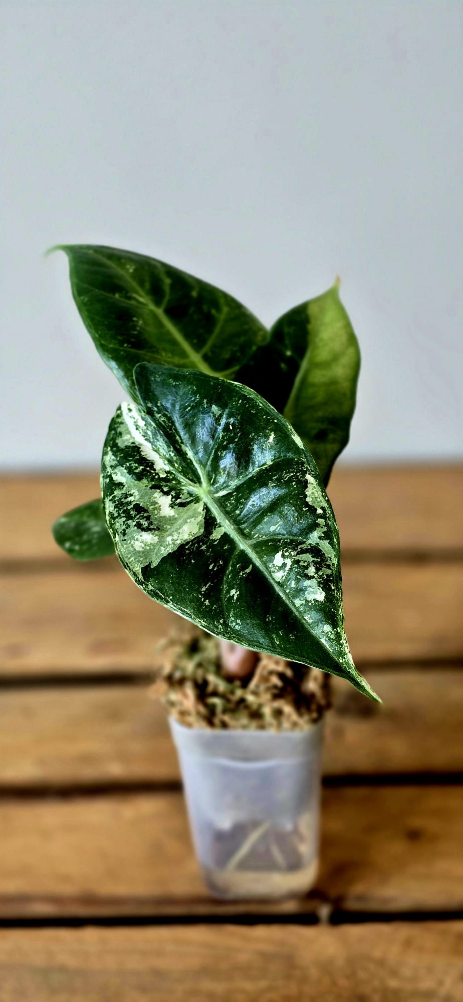 Alocasia Pink Dragon Albo Variegata