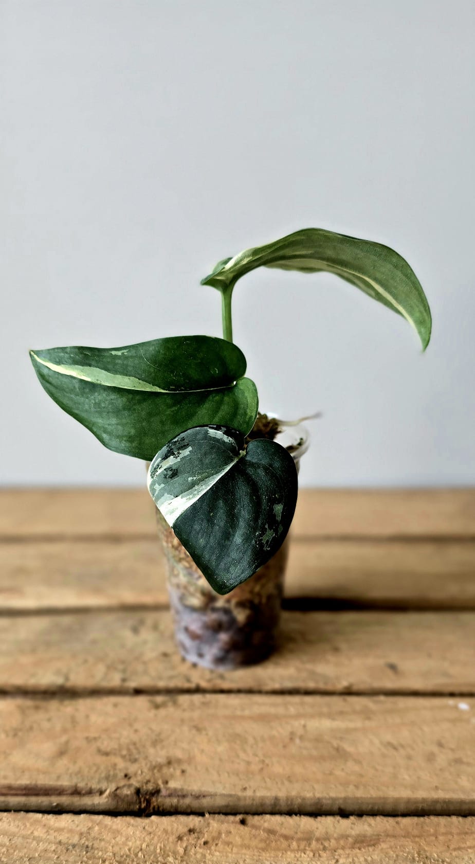 Scindapsus Jade Satin Variegata