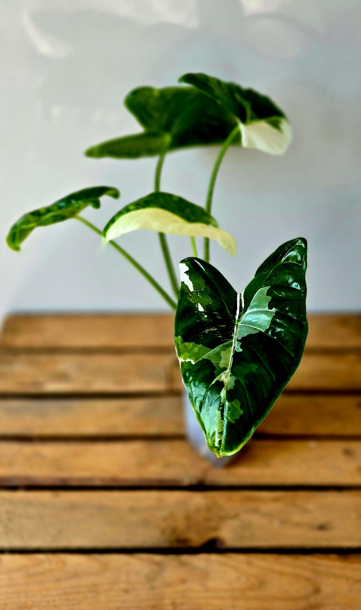 Alocasia Fornicata Albo Variegata