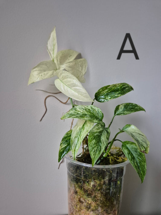 Monstera Laniata Mint