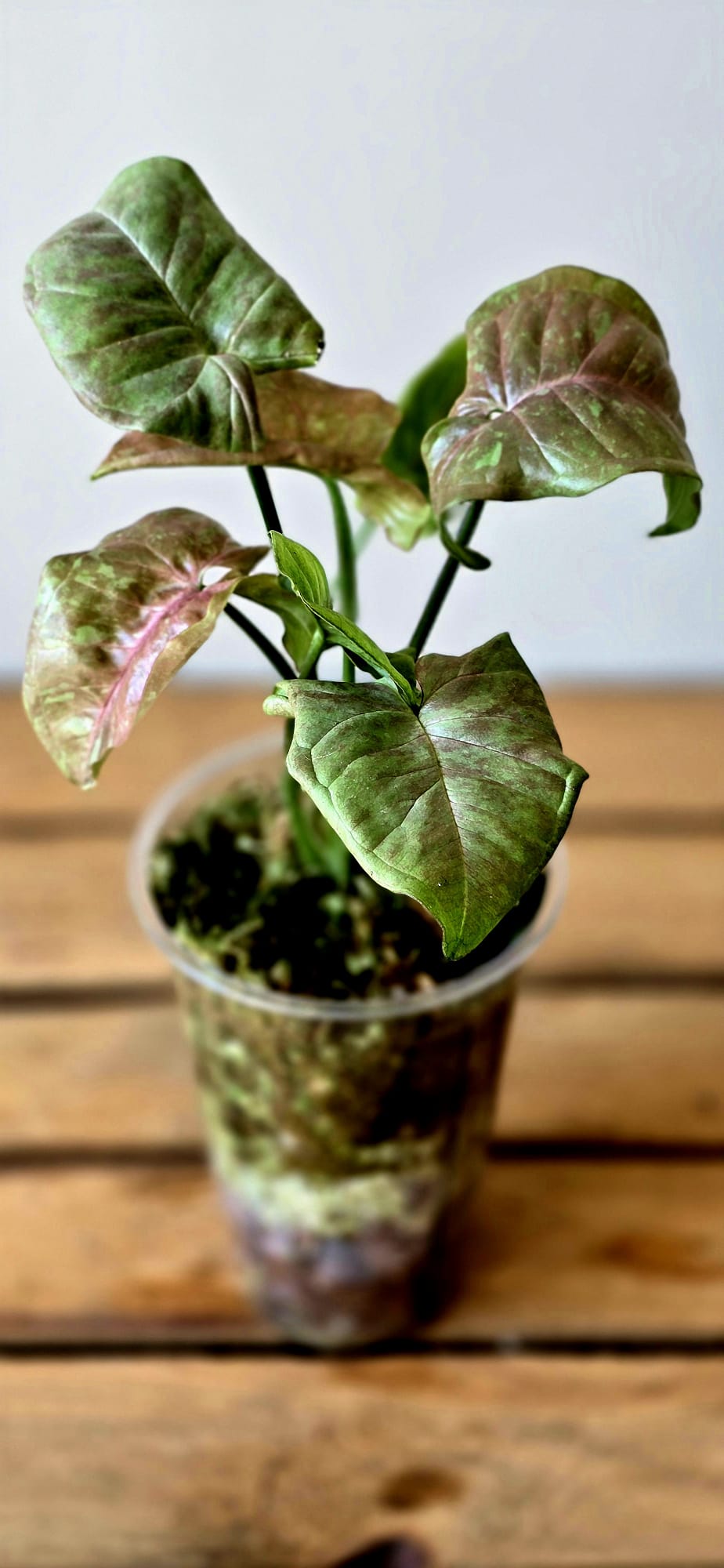 Syngonium Pink Cloud
