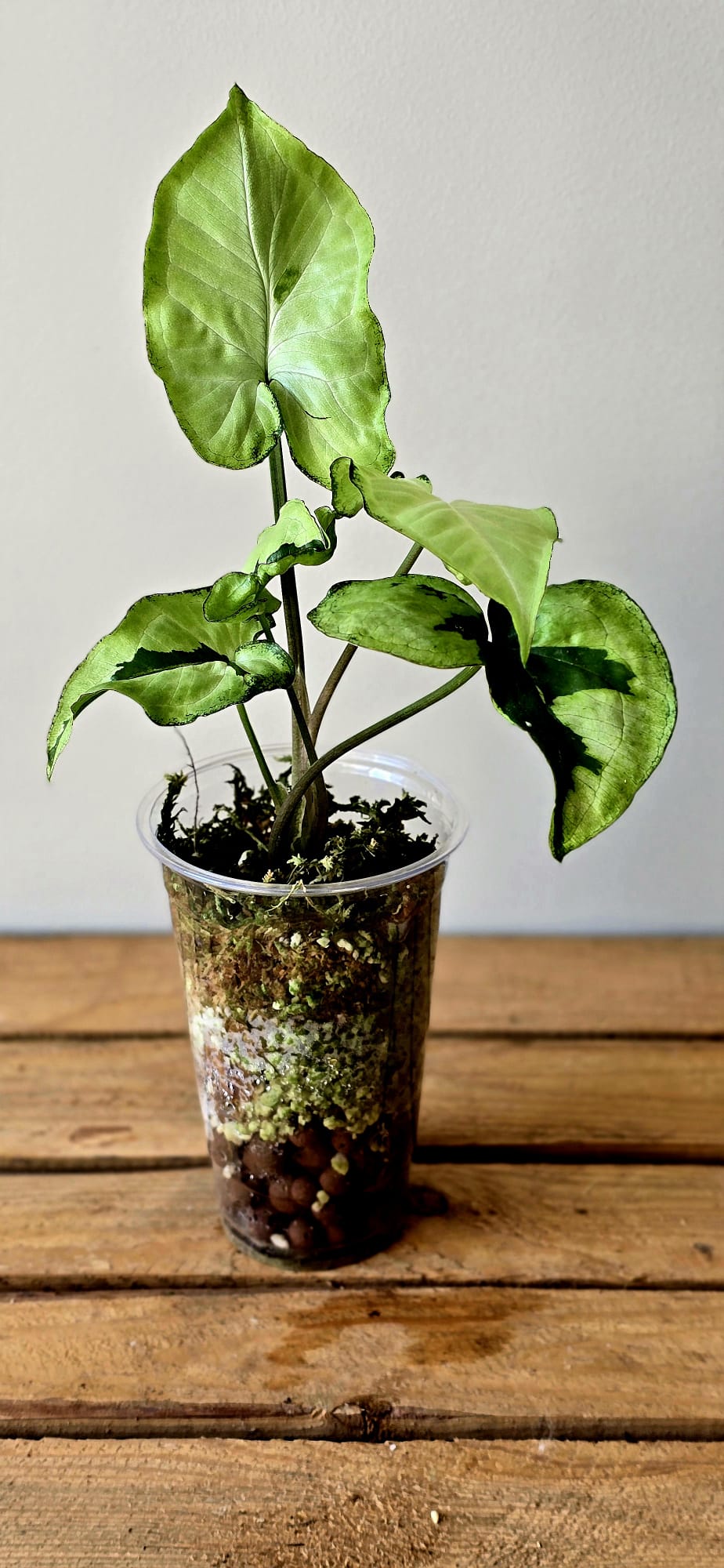 Syngonium Green Beauty Lava