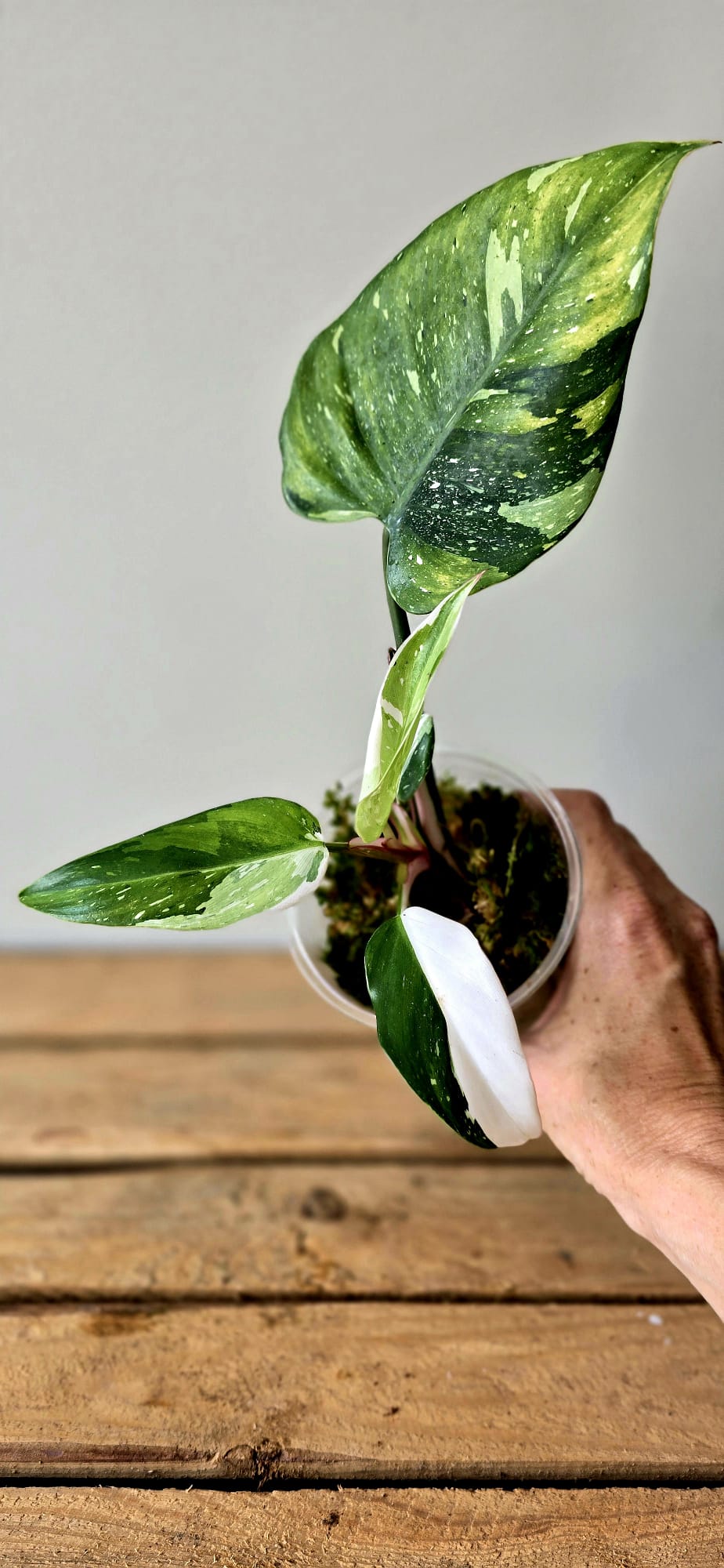 Philodendron Fresh Aurea