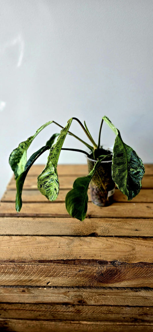 Philodendron Paraiso Verde Mutation