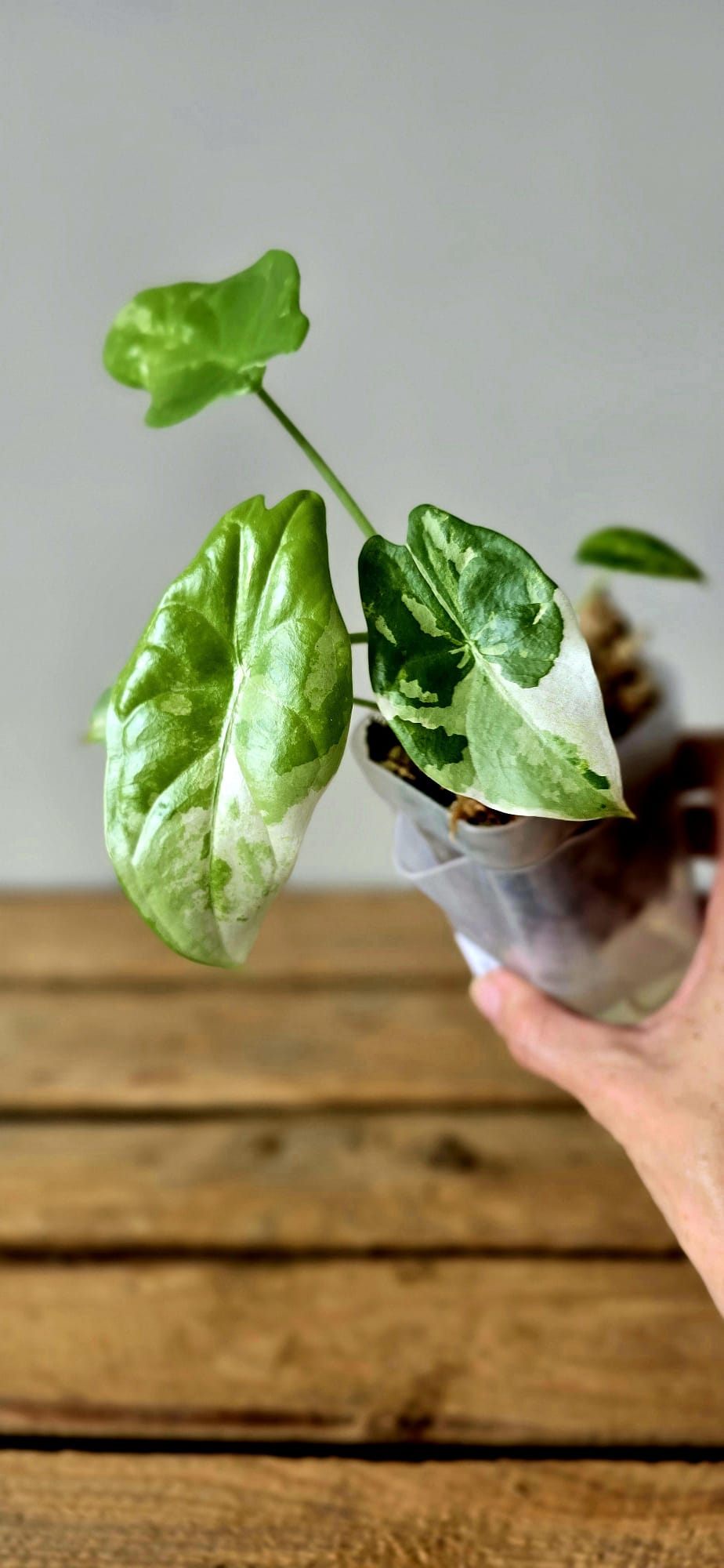 Alocasia Acuminata Albo Variegata