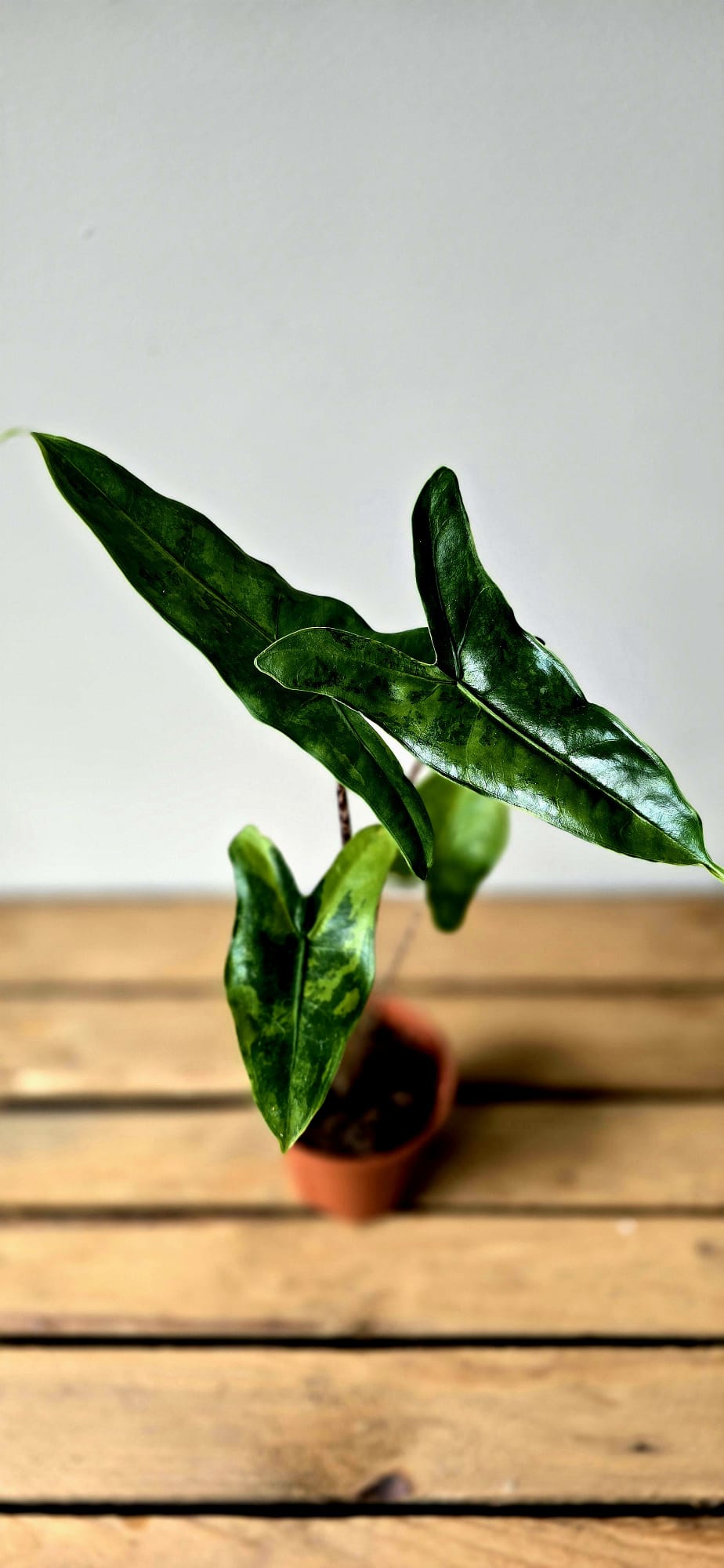 Alocasia Tigrina Variegata