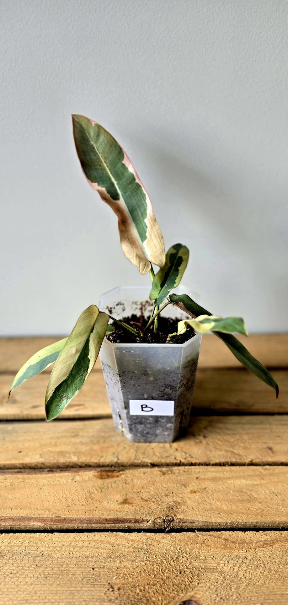 Philodendron Atabapoense Outer Variegata