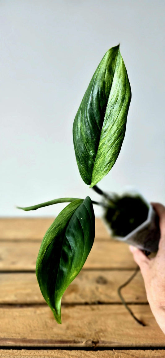Scindapsus Parakensis Variegata