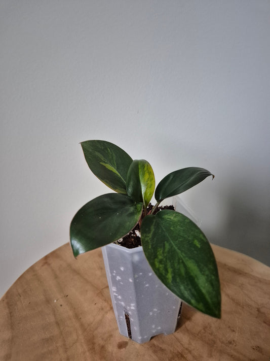 Philodendron Green Congo Aurea Variegata
