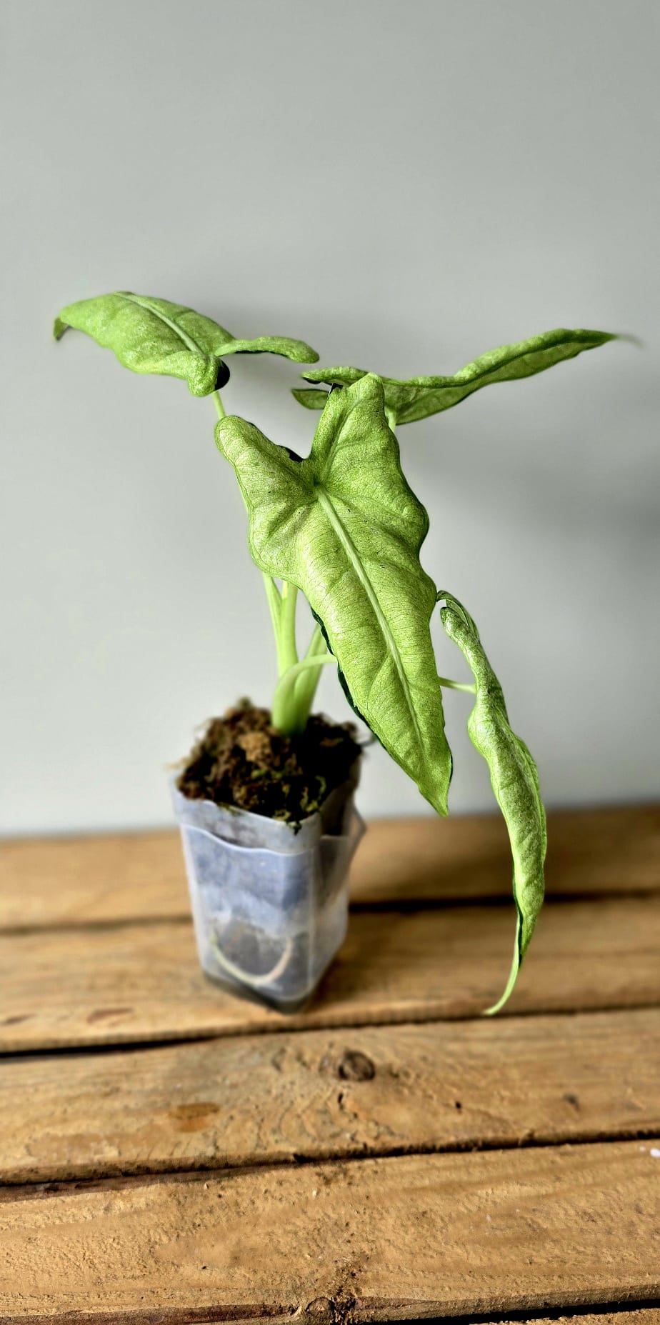 Alocasia Frydek Mosaik