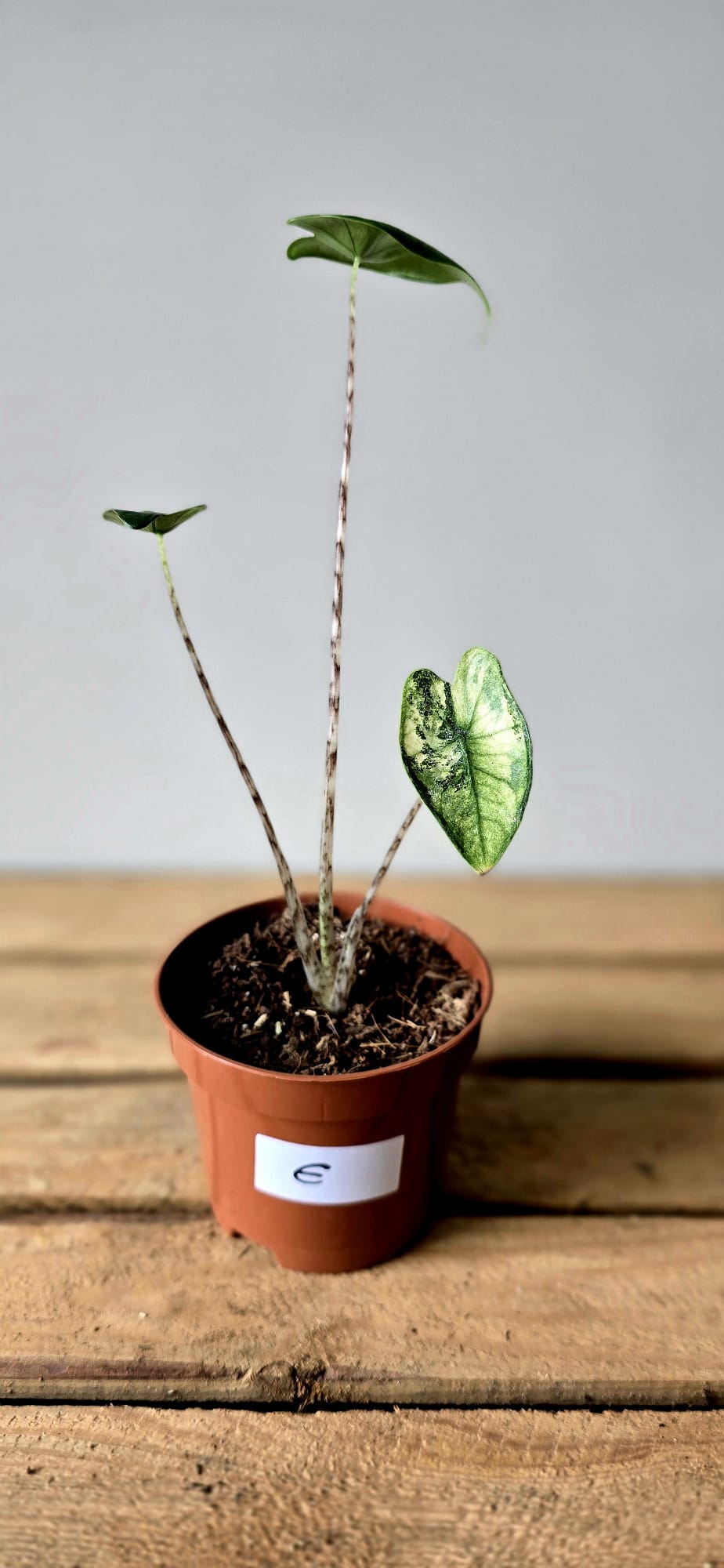 Alocasia Zebrina Variegata