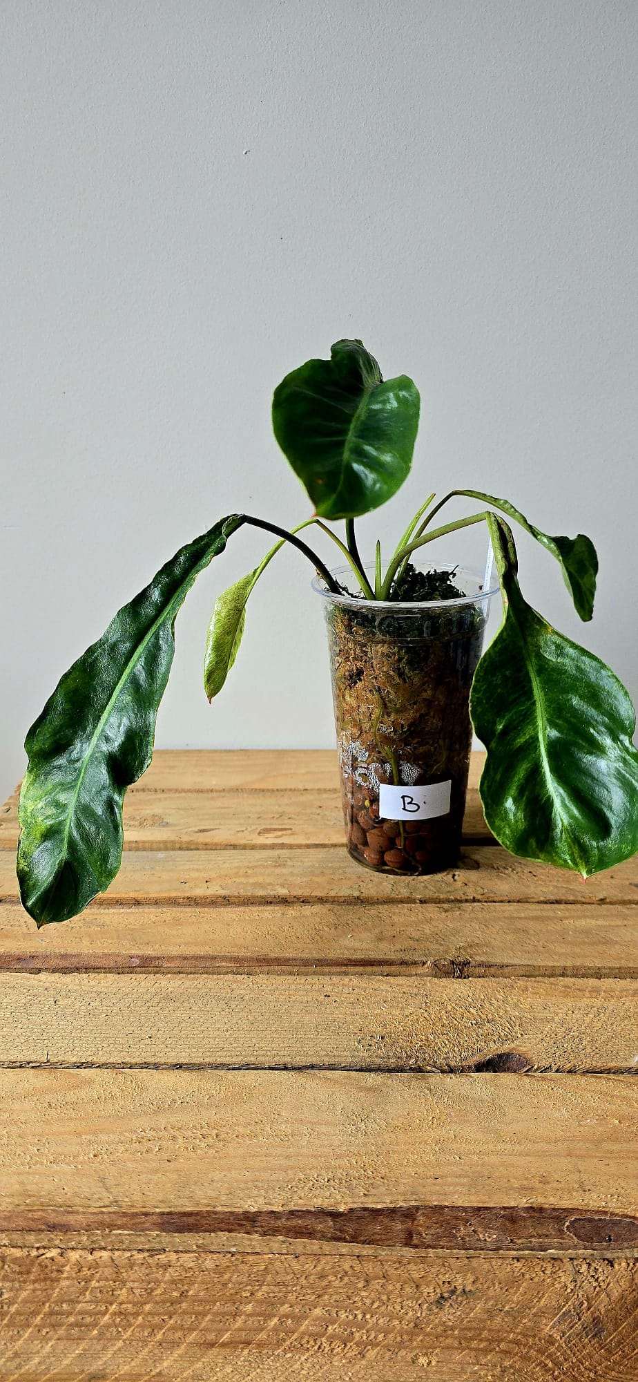 Philodendron Paraiso Verde x Joepii