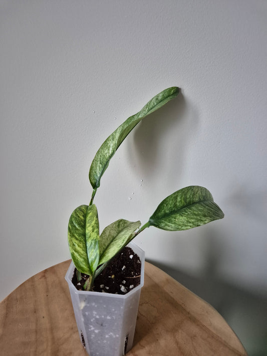 Rhaphidophora Gorilan