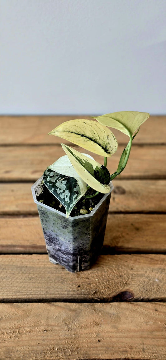 Scindapsus Mayari