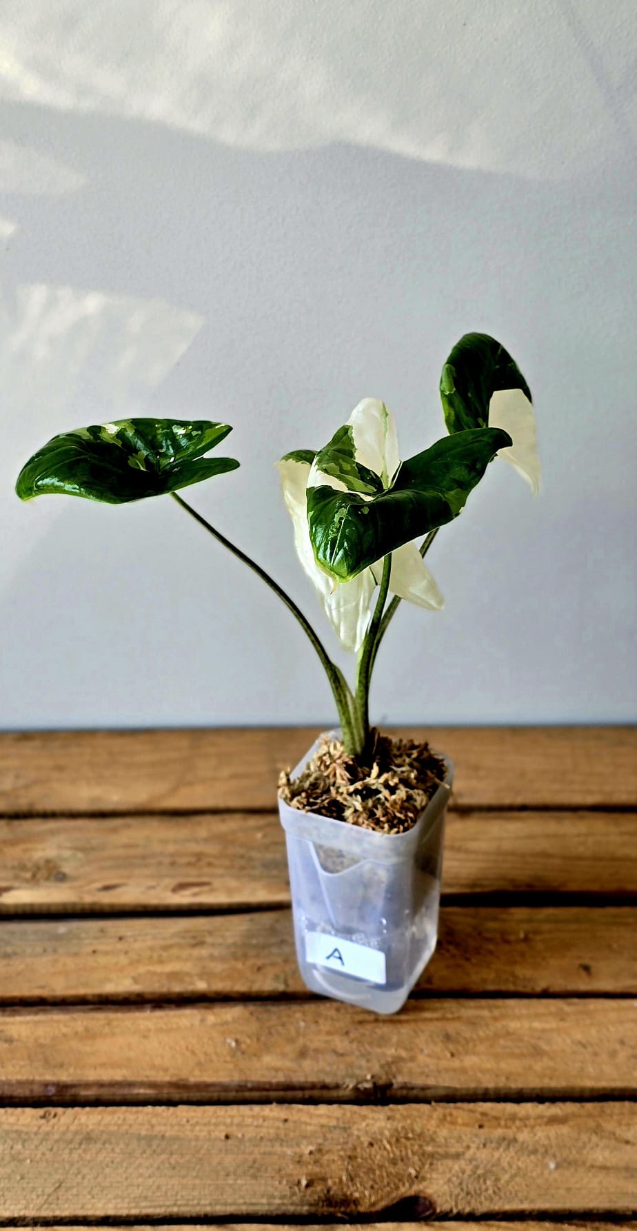 Alocasia Fornicata Albo Variegata