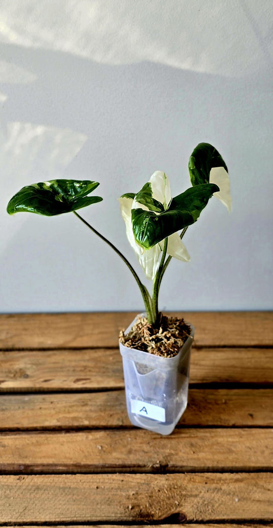 Alocasia Fornicata Albo Variegata