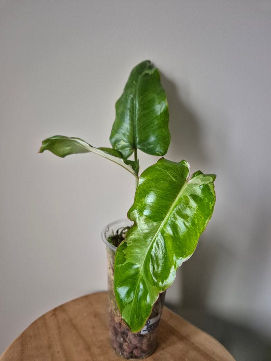 Philodendron Paraiso Verde Albo