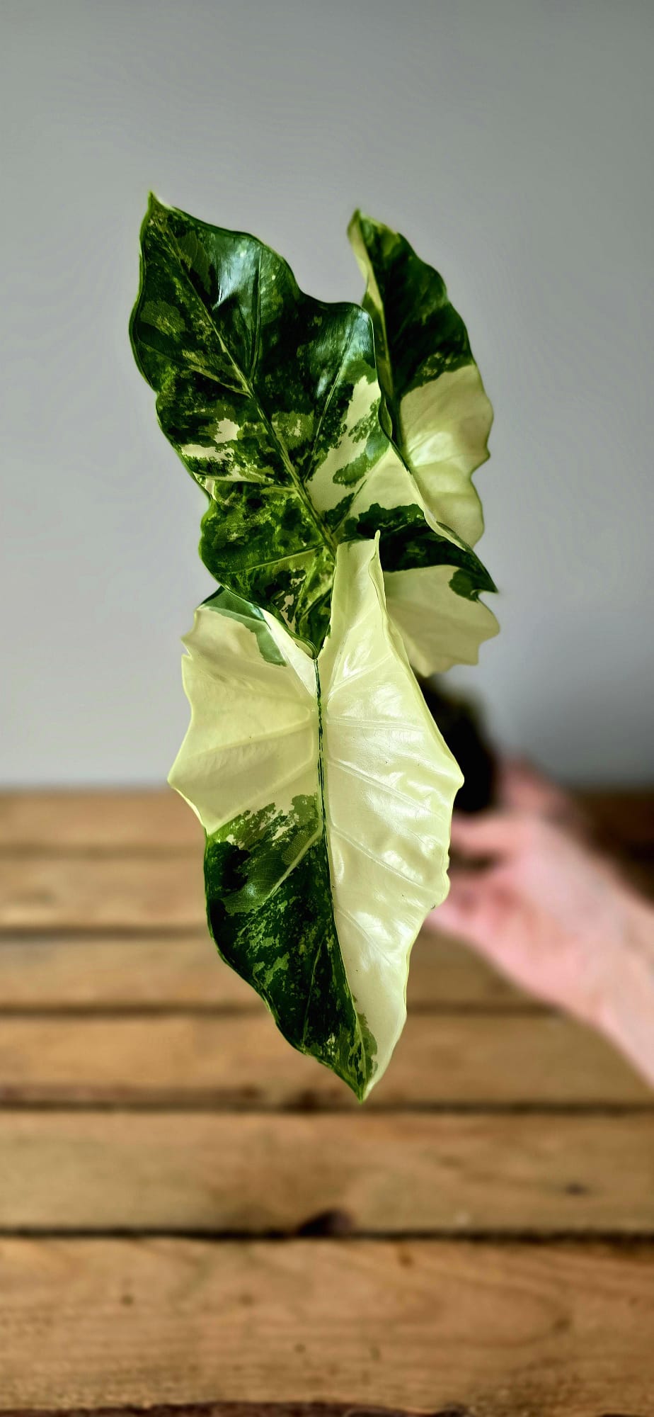 Alocasia Lowrider Albo