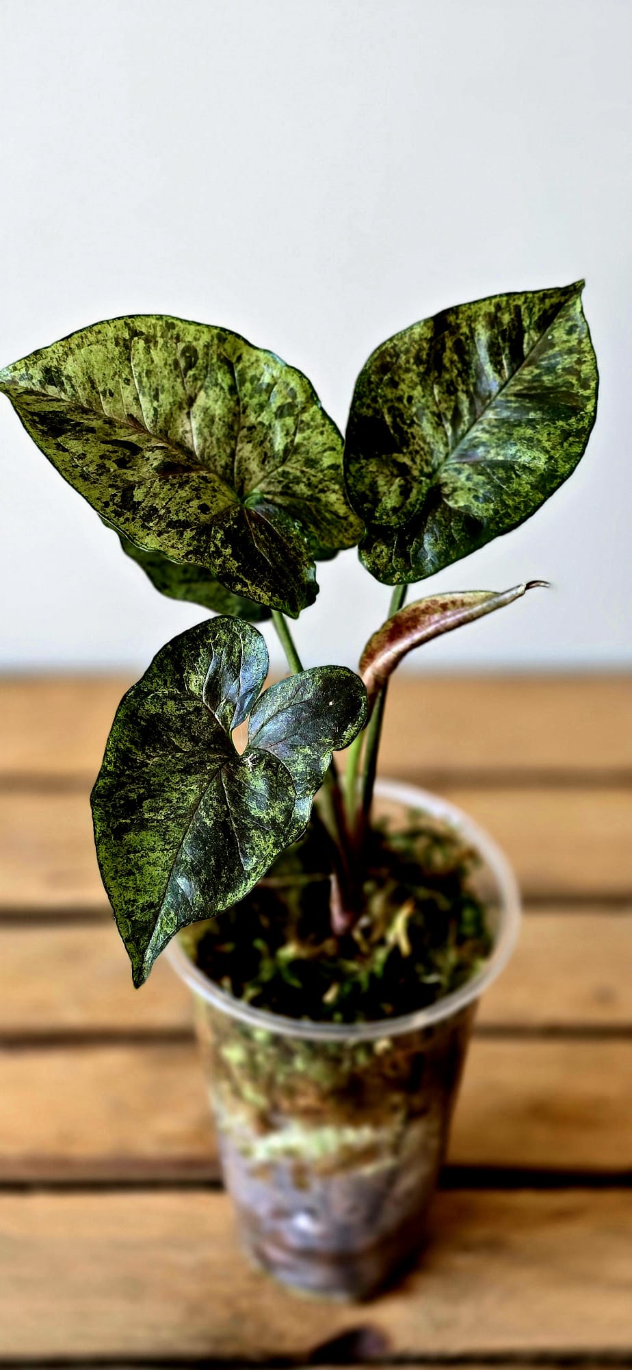 Syngonium Green Rooibos