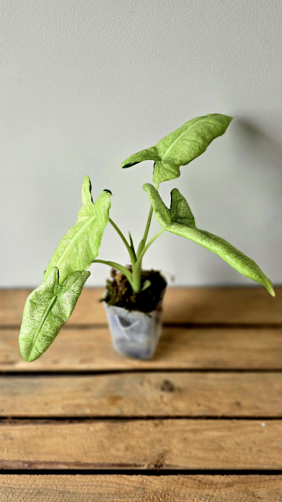 Alocasia Frydek Mosaik