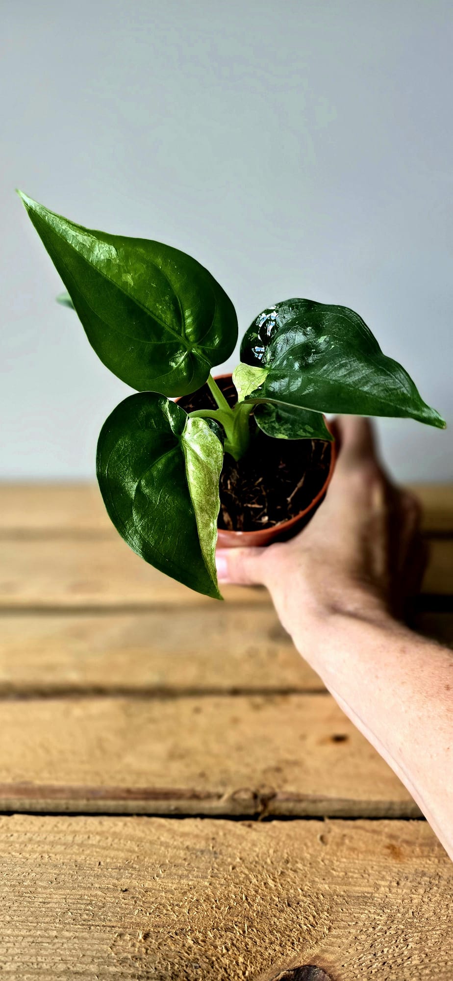 Alocasia Cuculata Albo Variegata