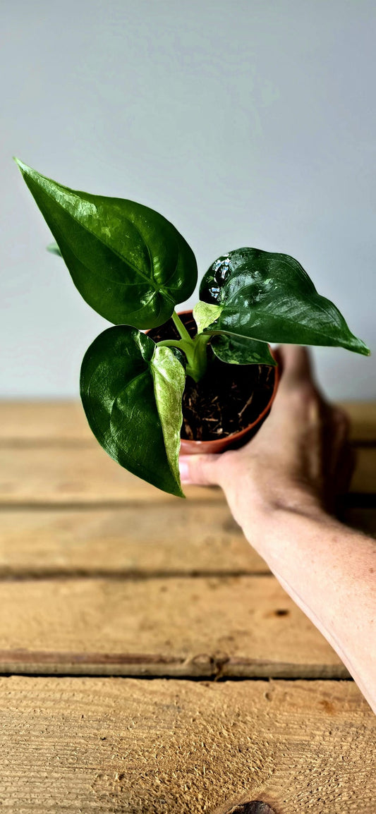 Alocasia Cuculata Albo Variegata