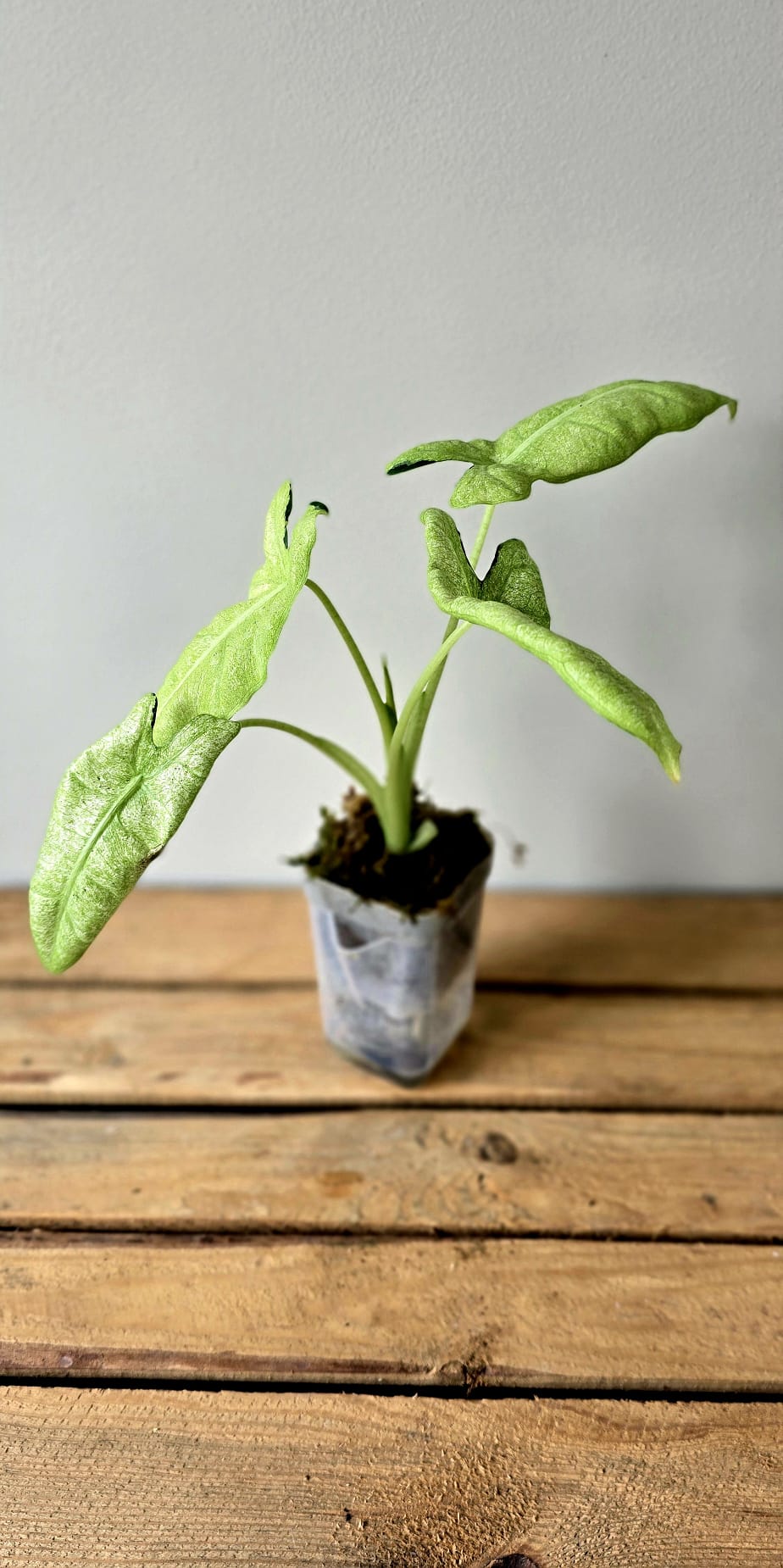 Alocasia Frydek Mosaik