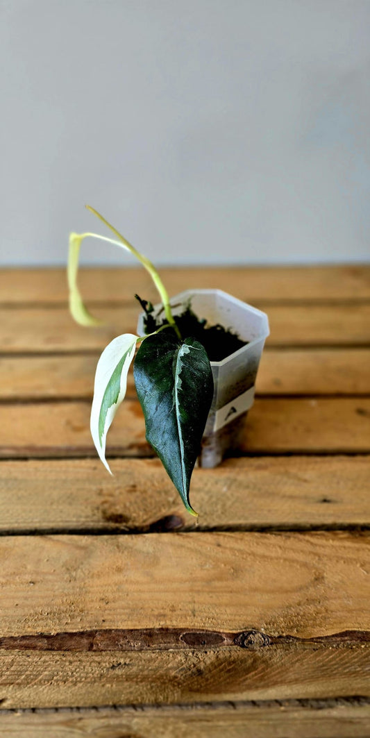 Epipremnum Pinnatum Albo Mutation