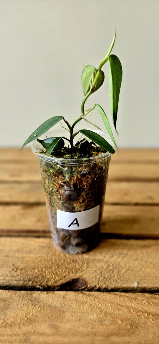 Philodendron Burle Marx Fantasy