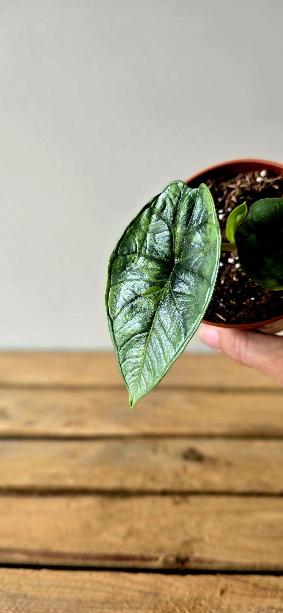 Alocasia Platinum GoG