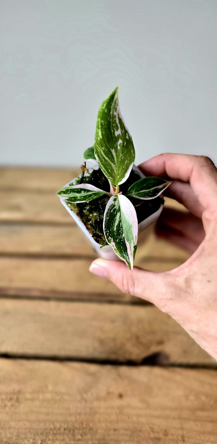 Philodendron White Knight Pink Variegata